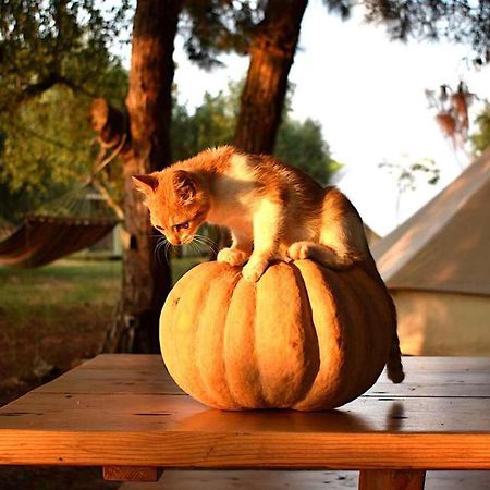 Glamping At A Lovely Tent In Skiaxtro- Marathopoli Villa Dış mekan fotoğraf