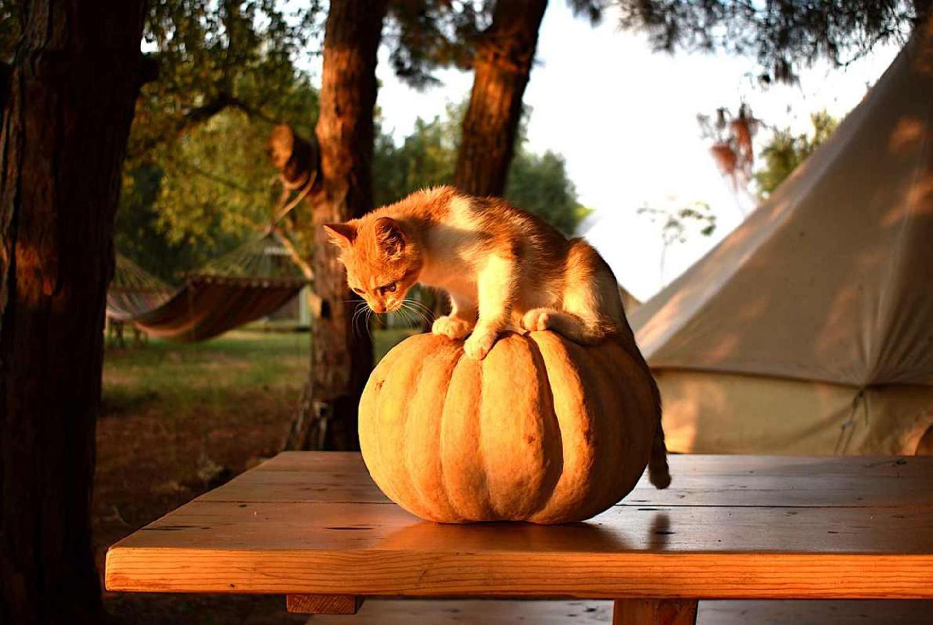 Glamping At A Lovely Tent In Skiaxtro- Marathopoli Villa Dış mekan fotoğraf